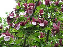 Hortipedia - Magnolia liliiflora