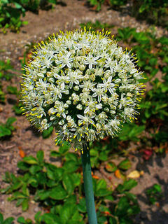 Allium cepa Foto 2B - Ensino Prático de Botânica na Graduação