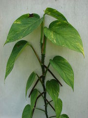 Hortipedia - Epipremnum pinnatum