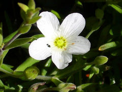 50 graines-Arenaria Montana-VIVACE fleur-Alpine-Rock Arenaria Blanc